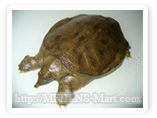 prepared soft shell turtle