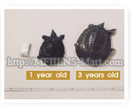 Compared 1 year old soft shell turtle with 3 years ols soft shell turtle