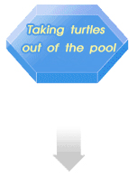 Taking turtles out of the pool
