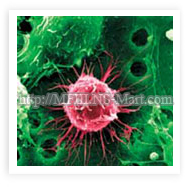 “器官特異性原理”是關於從生物學上來說，不同種類動物的相同器官相符的細胞其實都是一樣